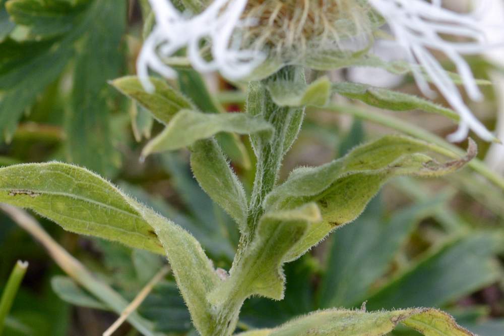 Centaurea cfr. pseudophrygia, albina